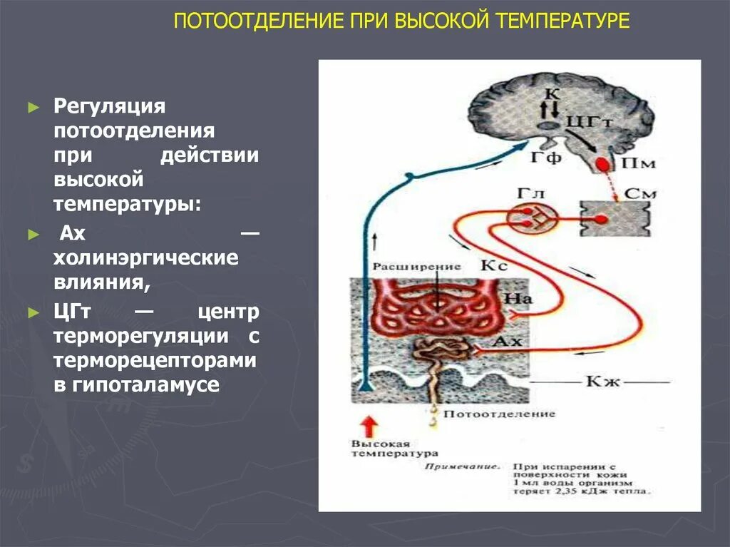 Регуляция потоотделения. Механизм потоотделения. Потоотделение схема. Потоотделение физиология.