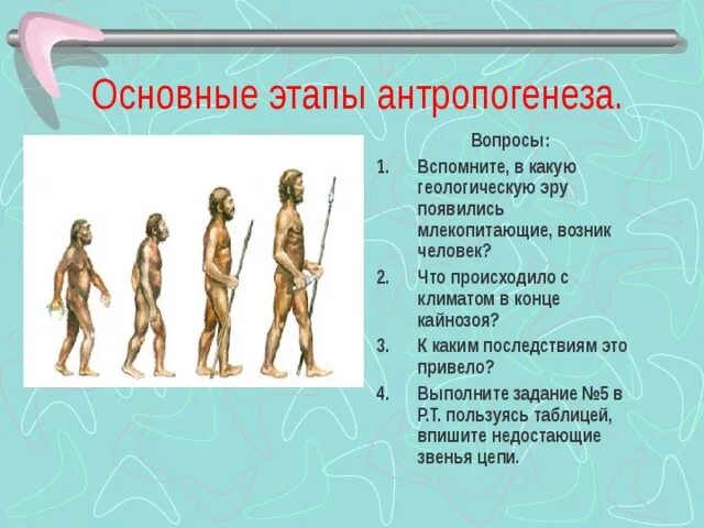 Антропогенез расы людей. Этапы антропогенеза человека. Схема антропогенеза человека. Этапы антропогенеза кратко. Этапы антропогенеза схема.