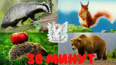 Звуки диких