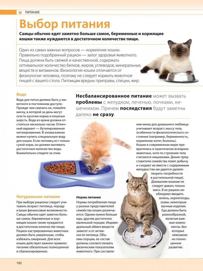 Сколько раз кормят кошку в сутки