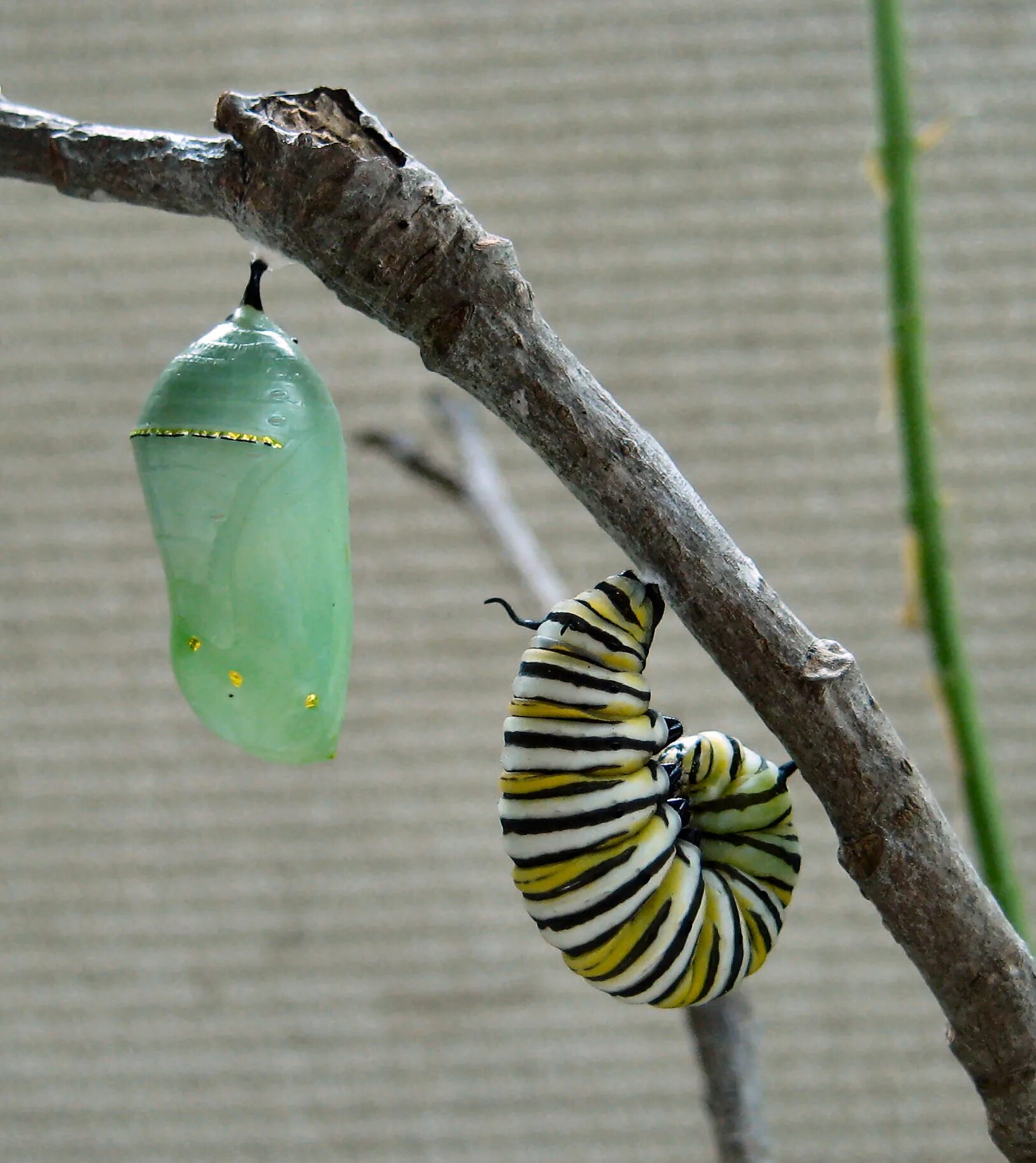 chrysalis Butterfly, Bugs and insects, Insects