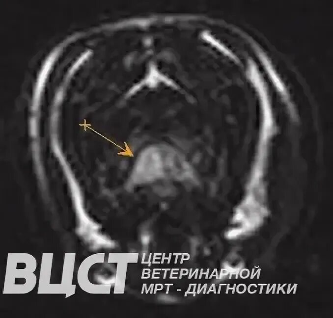 Фиброзно хрящевая эмболия у собак. Фиброзно-хрящевая эмболия у кошек. мрт кота.