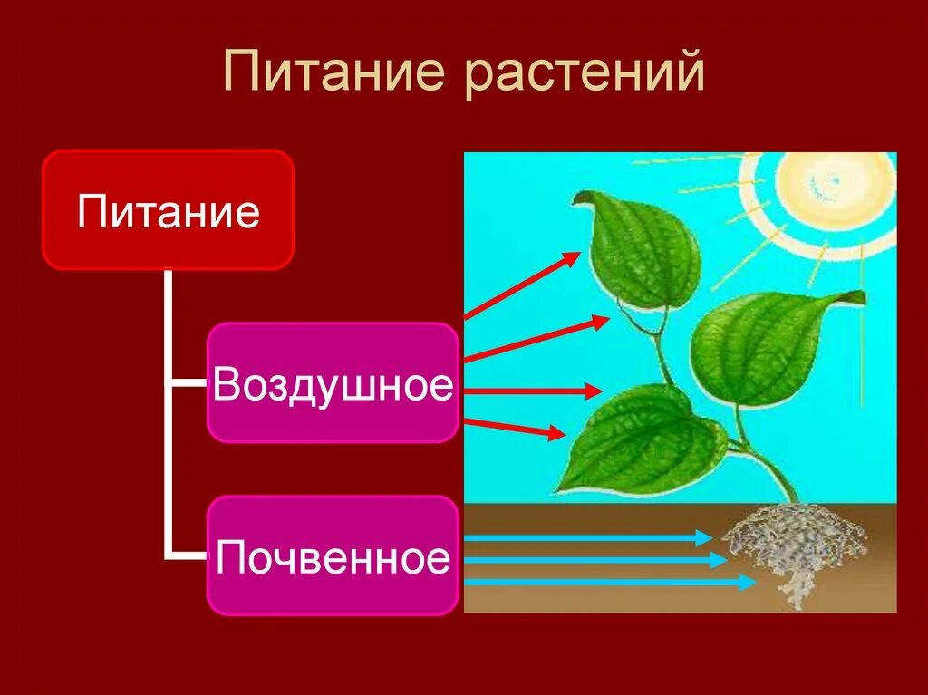 Биология 6 класс минеральное питание (почвенное ) питание растений. Почвенное и воздушное питание растений. Процесс питания растений. Схема питания растений.