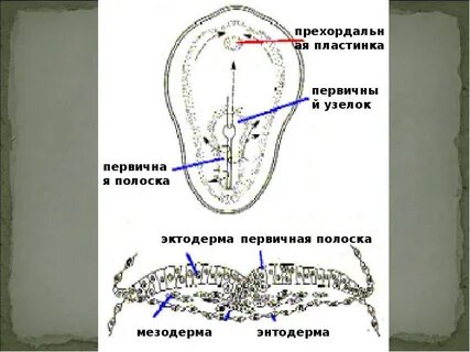 Прехордальная пластинка