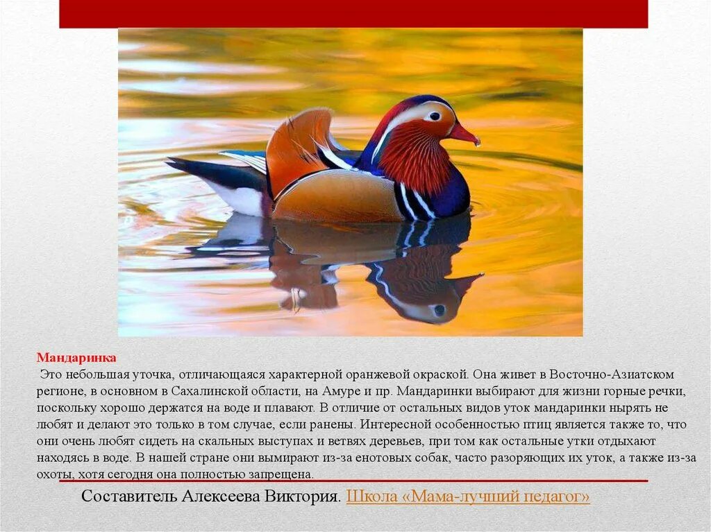 Название птиц занесенных в красную книгу. Птицы из красной книги россии. птицы россии занесенные в красную книгу россии. утка мандаринка ханкайского заповедника. птицы из красной книши.
