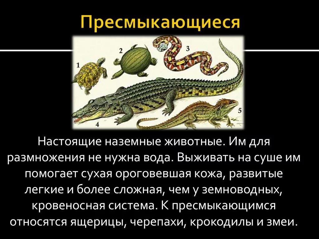 Назовите 3 пресмыкающихся. Размножение пресмыкающихся рептилий. Класс земноводные класс пресмыкающиеся. Пресмыкающиеся Крыма. Рептилии земноводные особенности.