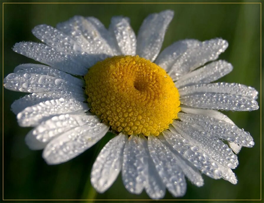 Ромаш. Ромаш. Ромашка полевая в траве. Мойчечак расми. Ромашка.