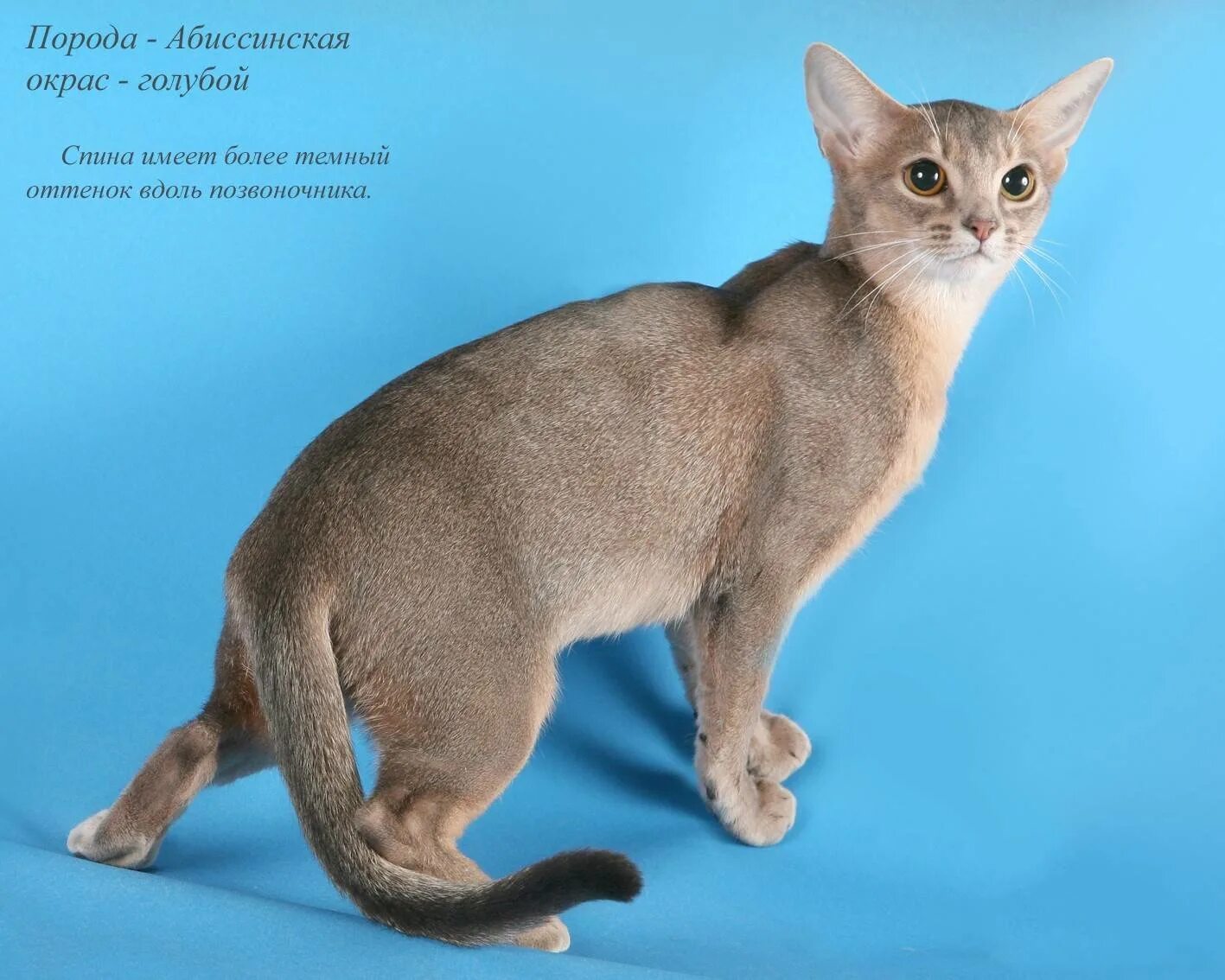 Породы кошек с фото и названиями. Абиссинская голубая. Голубой абиссинец. Абиссинский сфинкс. Европейская Бурма голубая.