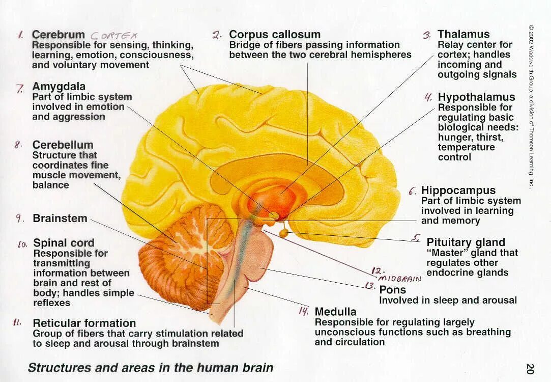 Parts of Brain and their function. The Parts of Human Brain and their functions. Brain structure and function. Головной мозг анатомия.