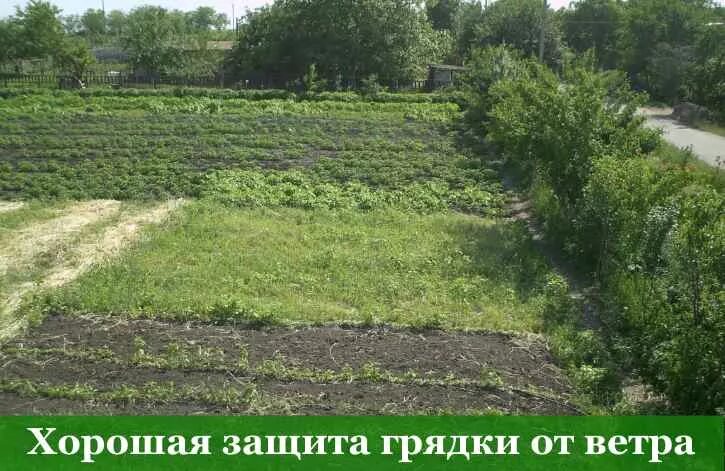 Деревья на участке защищающие от ветра. Изгородь для огорода. Красивые грядки. Ветров грядки. Ветров грядки.