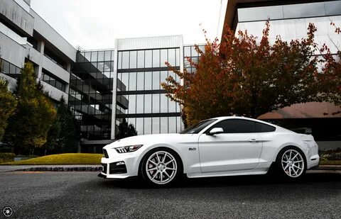 White mustang перевод