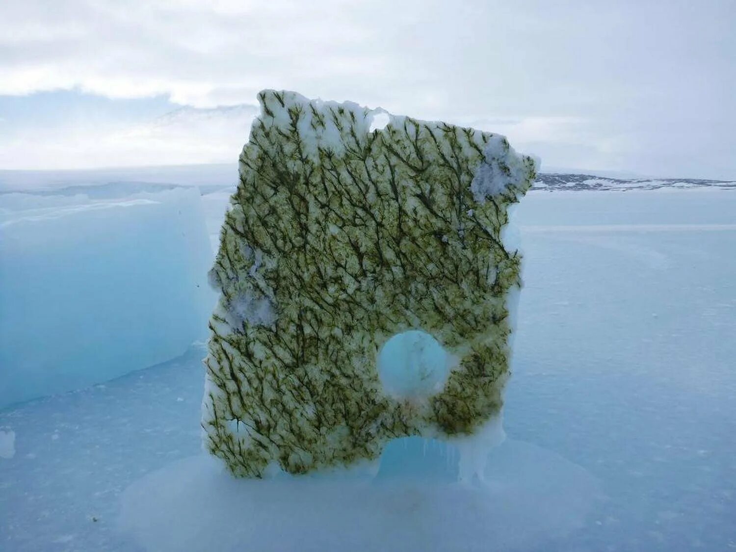 Арктические водоросли