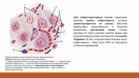 Нейросекреторные клетки гипоталамуса