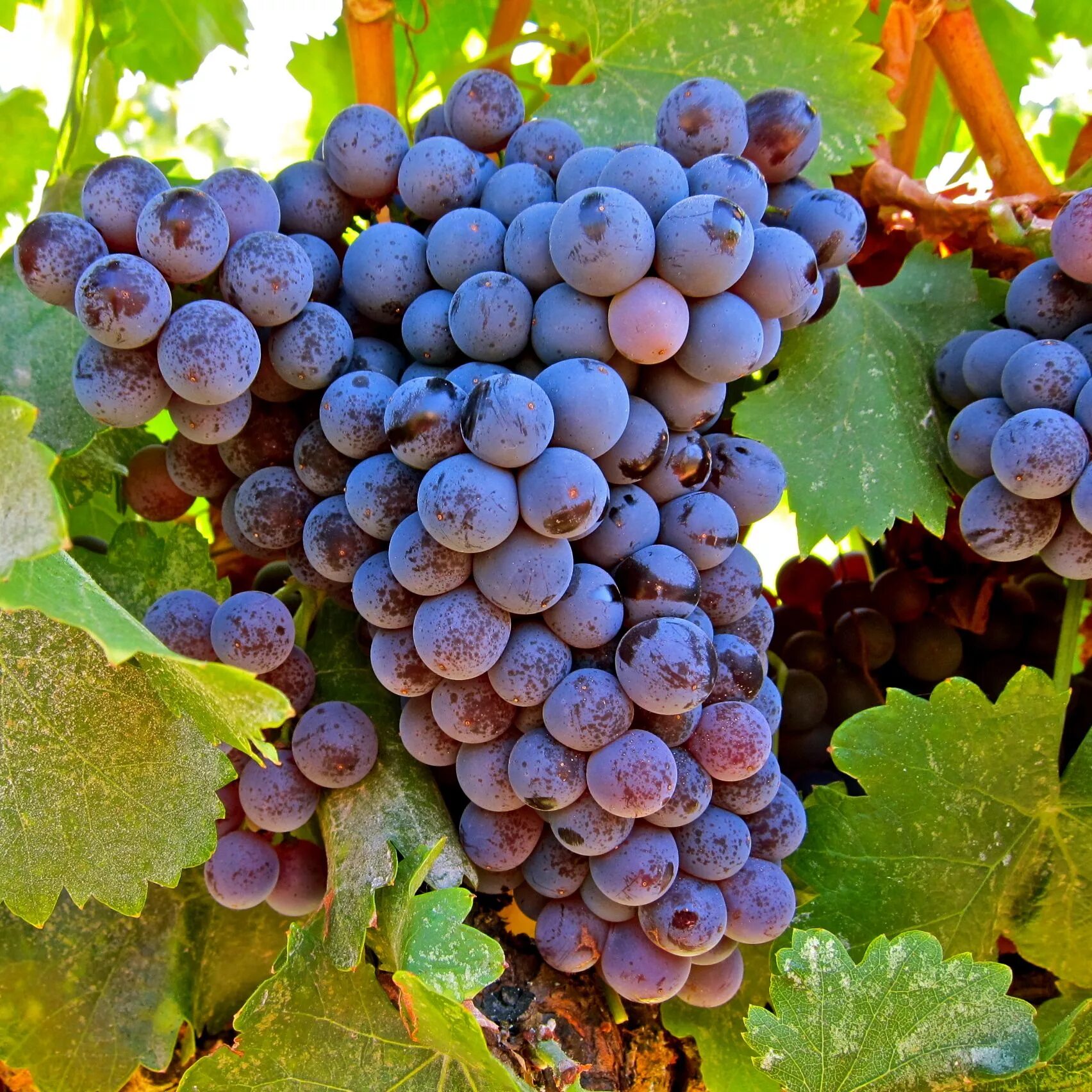 Виноград высших сортов. Виноград культурный vitis vinifera. гарнача сорт винограда. сорт винограда гарнача и гренаш. гренаш сорт винограда.