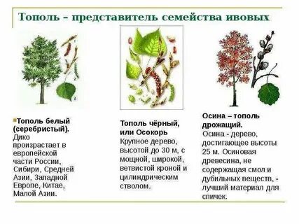 Систематическая группа осины