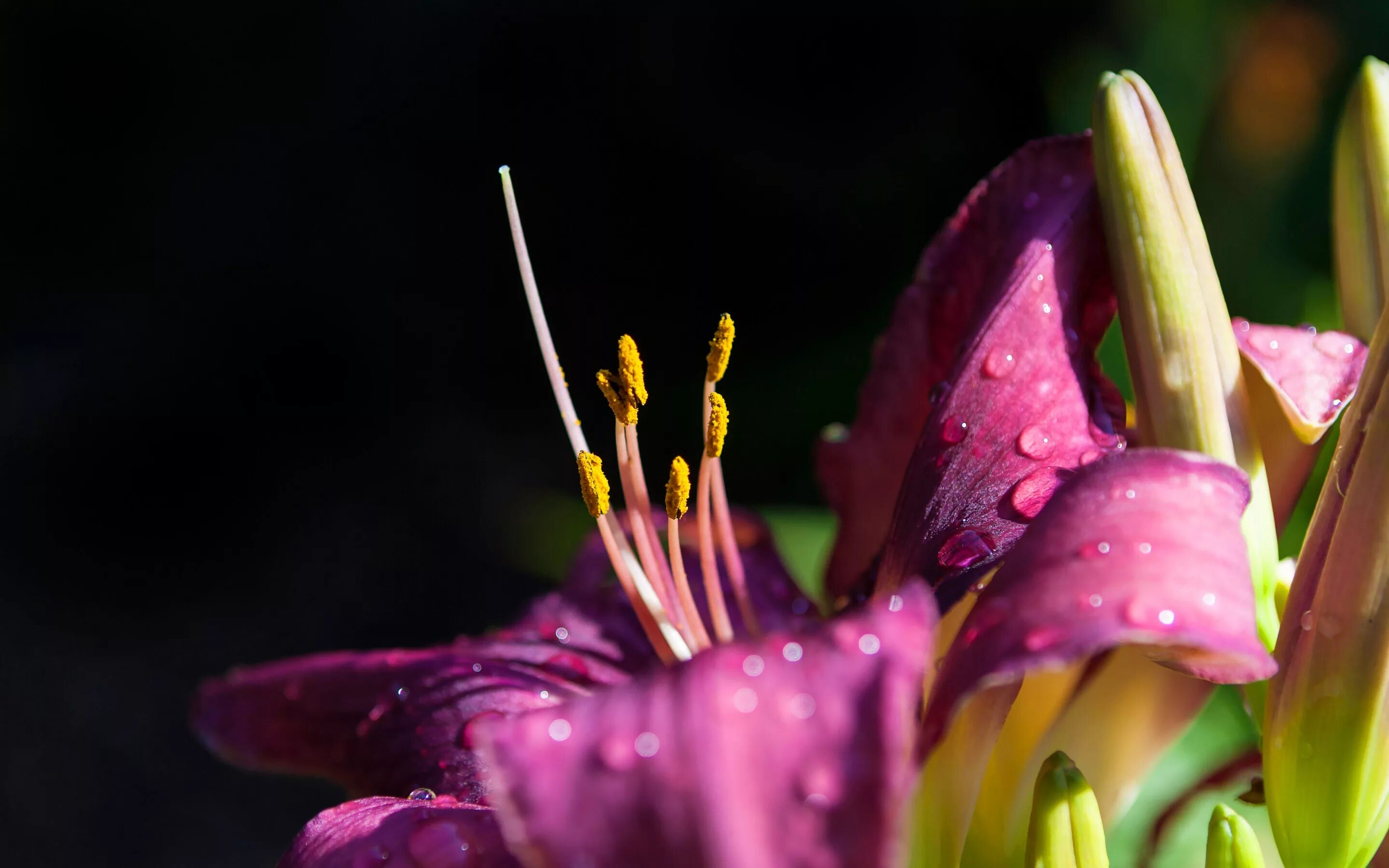 Лилия пестик и тычинки. Пестик и тычинка у лилии. Пестик и тычинка у лилии. Лилия росе лилу. Пестик и тычинка у лилии.
