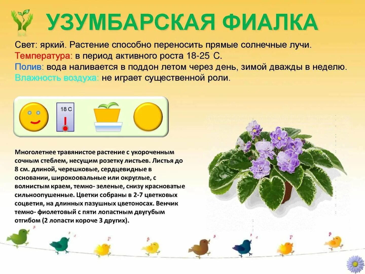 Маркировка цветов в доу