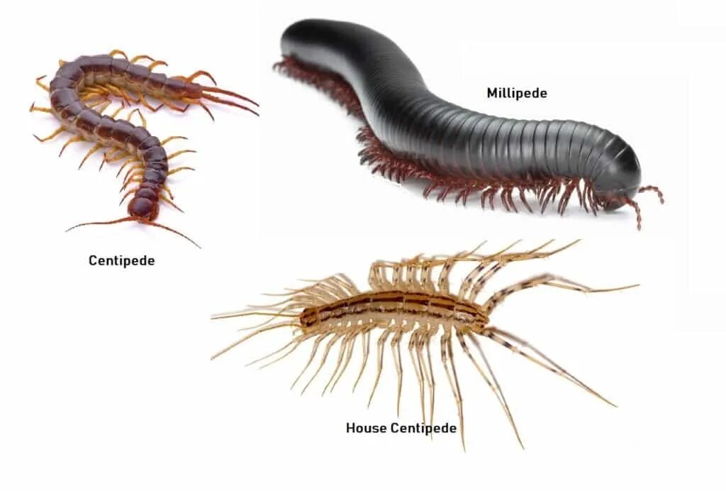 Секиро многоножка. Костянка обыкновенная многоножка. Многоножка Millipede красная. Сколопендра костянка.