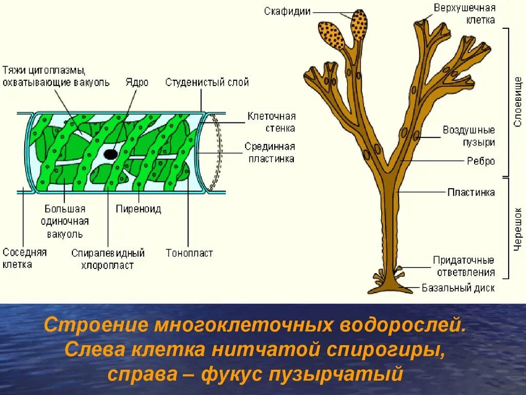 Какое строение отсутствует. Строение многоклеточных водорослей. строение многоклеточных зеленых водорослей. ламинария строение клетки. многоклеточные водоросли строение клетки.
