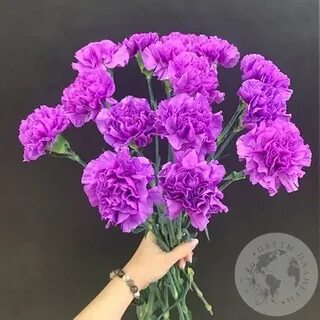 15 гвоздик