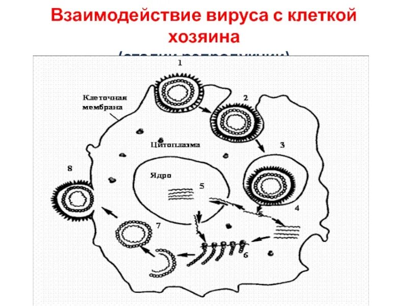 Клетка хозяин. Схема взаимодействия вируса с клеткой. продуктивный тип взаимодействия вируса с клеткой рисунок. основные этапы взаимодействия вируса с клеткой хозяина. взаимосвязи вируса с клеткой хозяином.