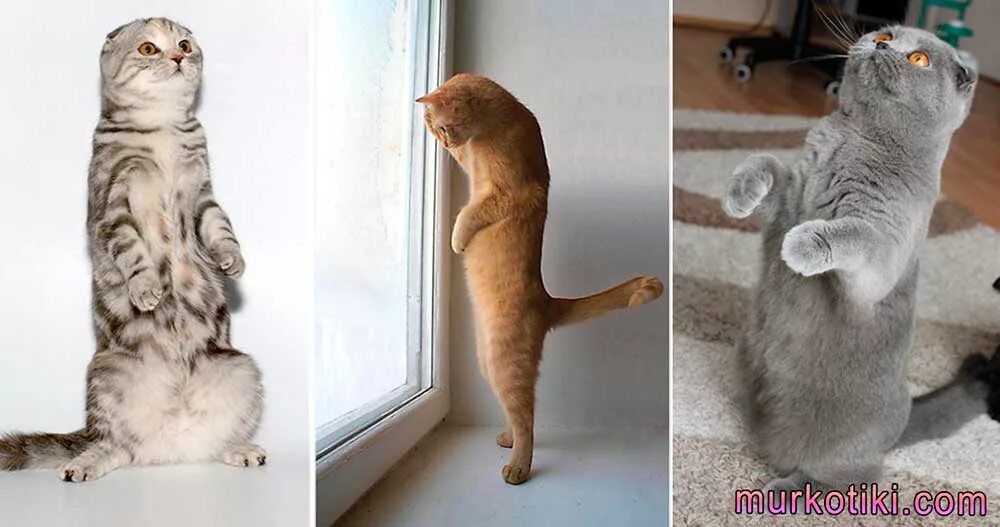 Кот стоит на задних лапах фото Котики " Ждуны " Фотография 47 из 92 ВКонтакте