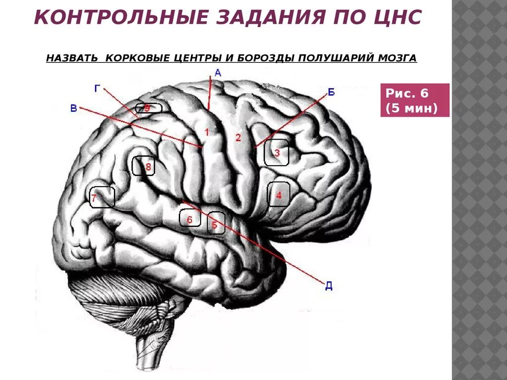 Корковые центры мозга. Корковые центры. Корковые центры полушарий. Высшие корковые функции мозг.