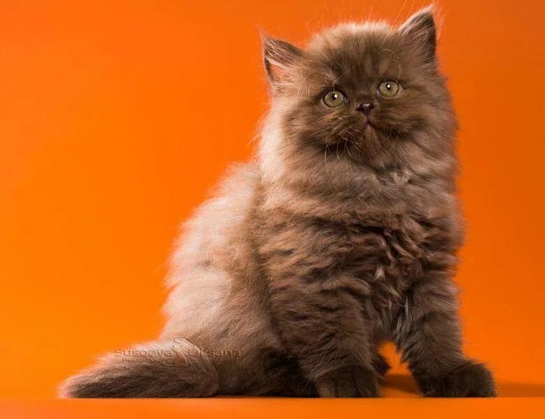 Шотландская кошка хайленд страйт. Шотландские котята хайленд страйт. Шотландская прямоухая длинношерстная кошка хайленд-страйт. Шотландская длинношерстная кошка хайленд-страйт. Шотландская кошка хайленд страйт.