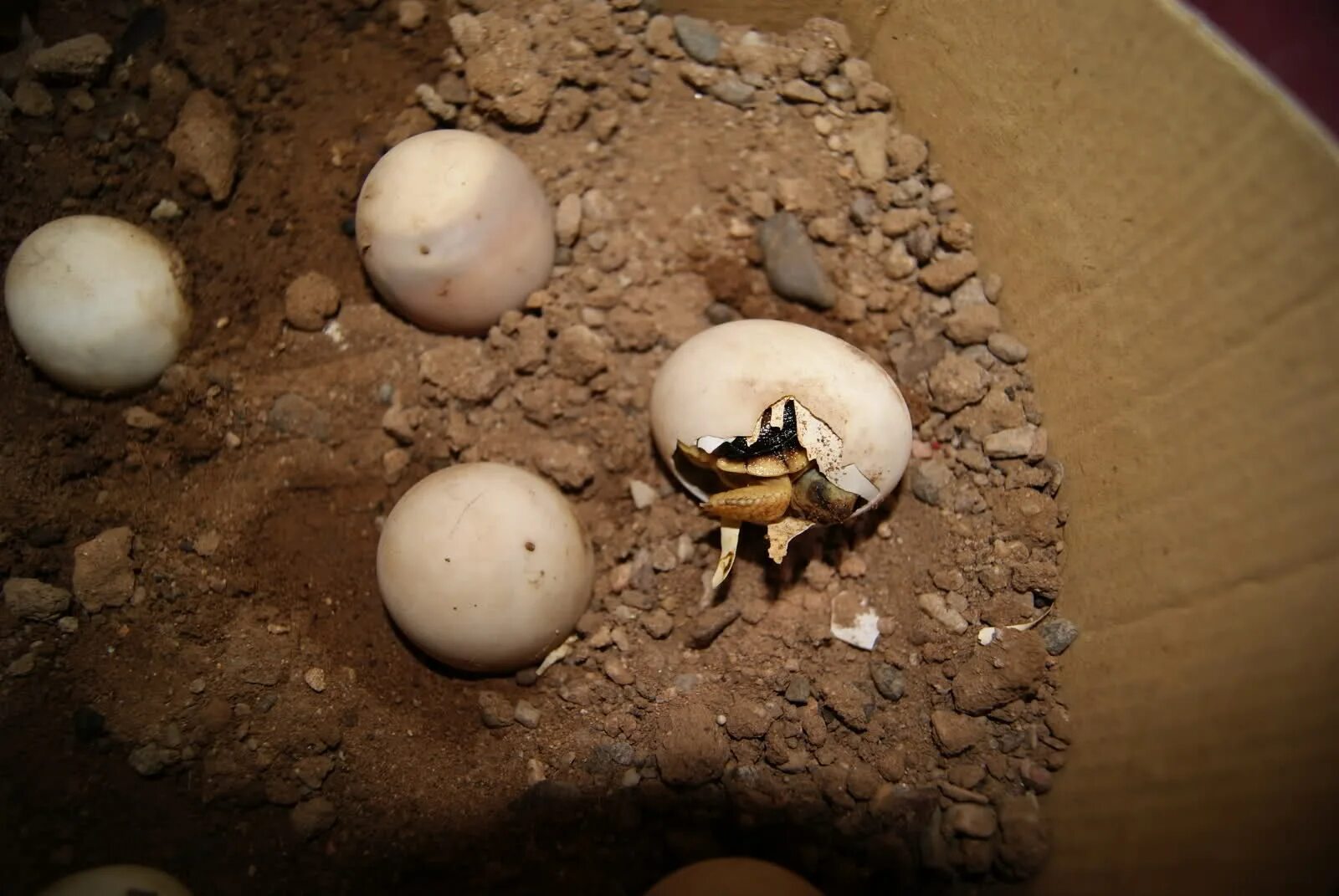 Где найти яйца в брук. Земля яйцо. Яйца в песке. Маленькие яйца в земле. Маленькие яйца на песке белые.