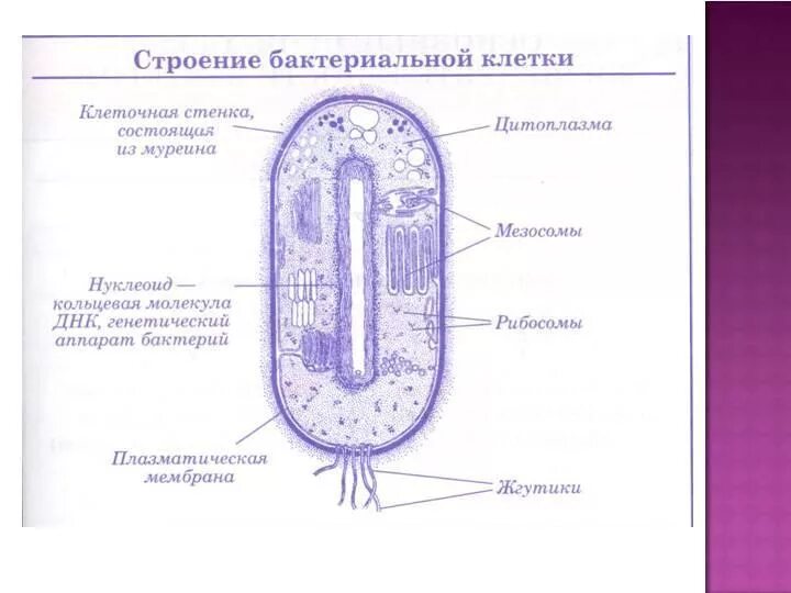 Какая клетка из муреина
