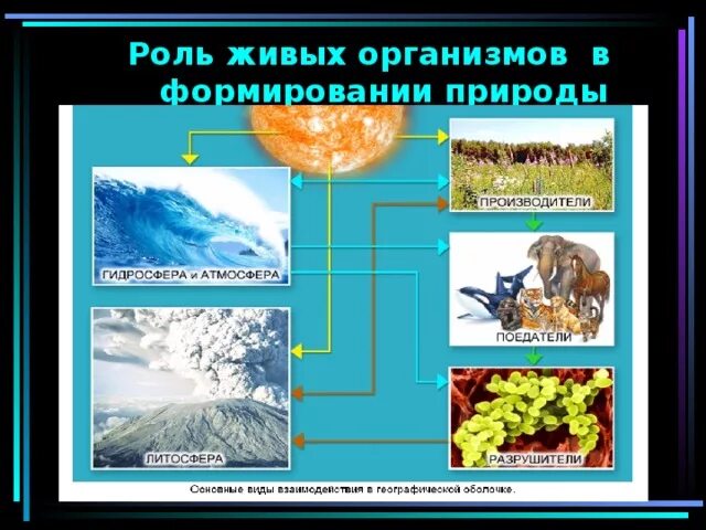 Сообщение о развитии живой природы на земле