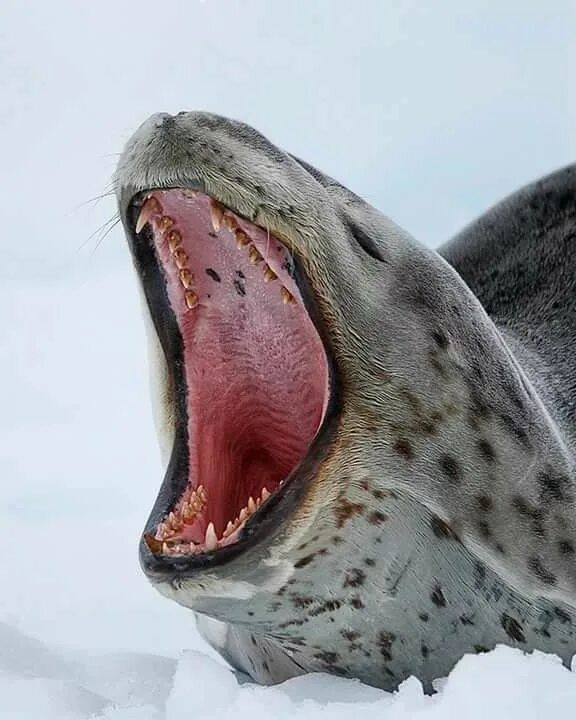 Зубы тюленя. Ластоногие морской леопард. Морской леопард в Антарктиде. Кирсти Браун морской леопард. Антарктида тюлень морской леопард.