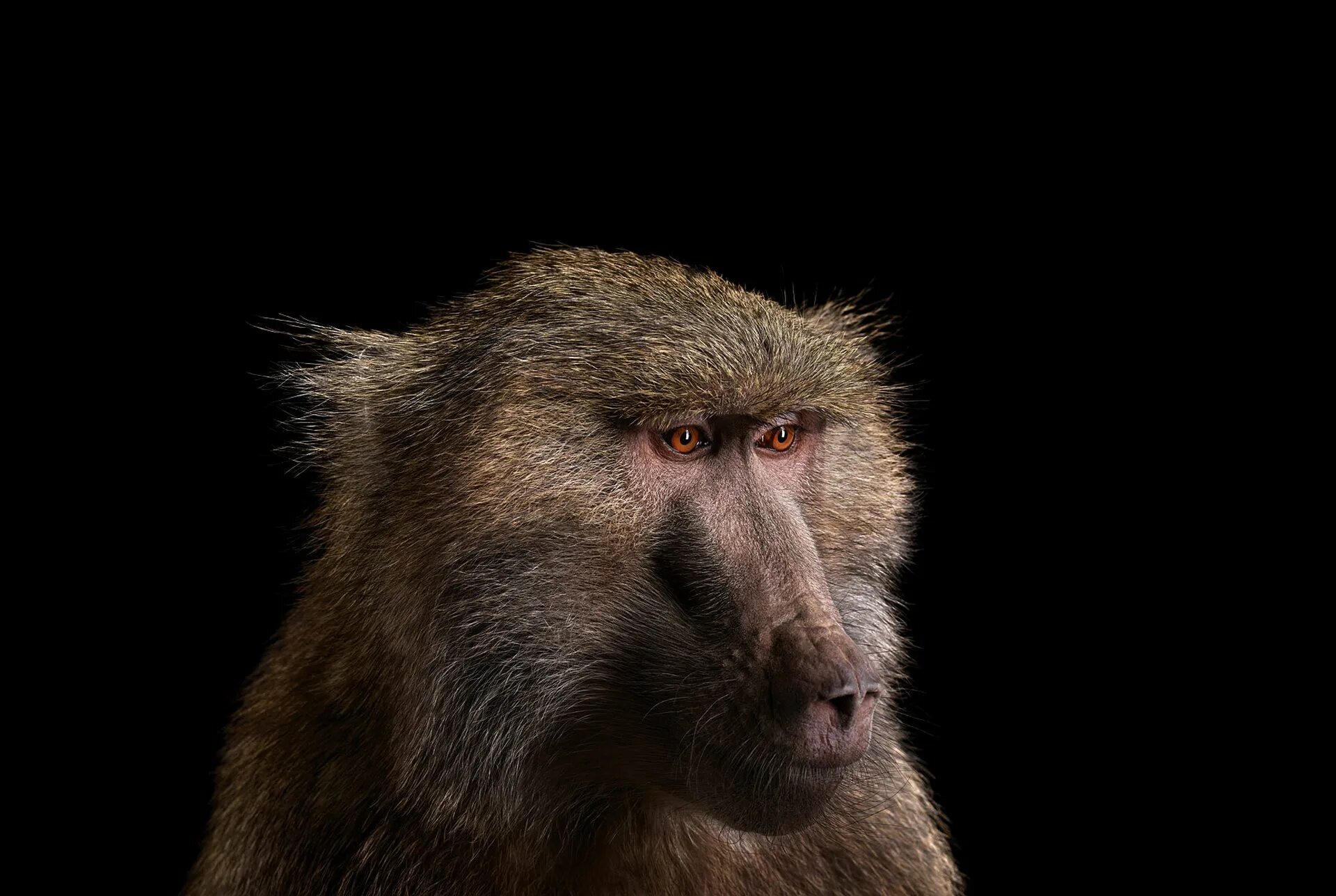 бабуин джек.