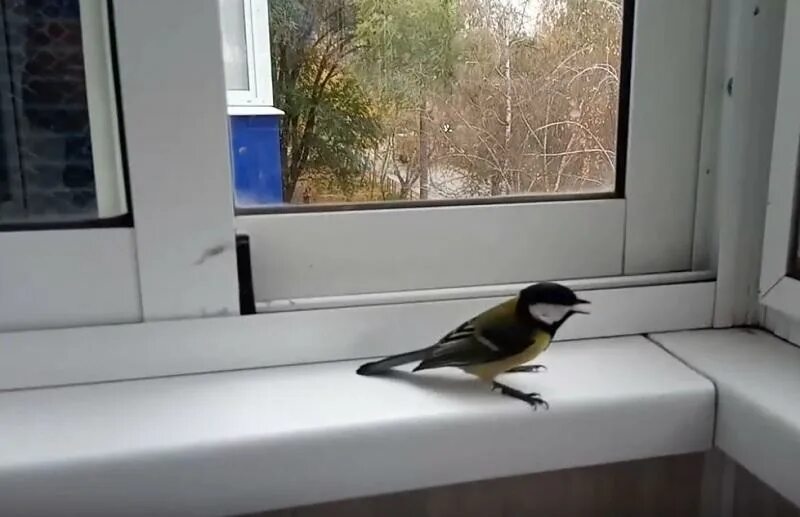 Синица села на окно примета. Синица села на окно примета. Синица села на окно примета. Синичка на окне. Домашняя синичка.
