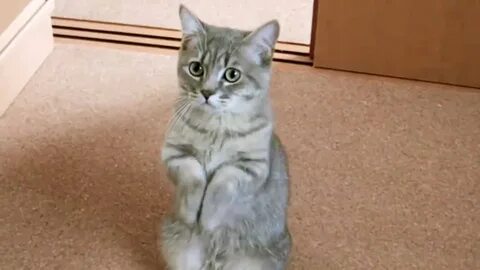 Извиняющийся котик