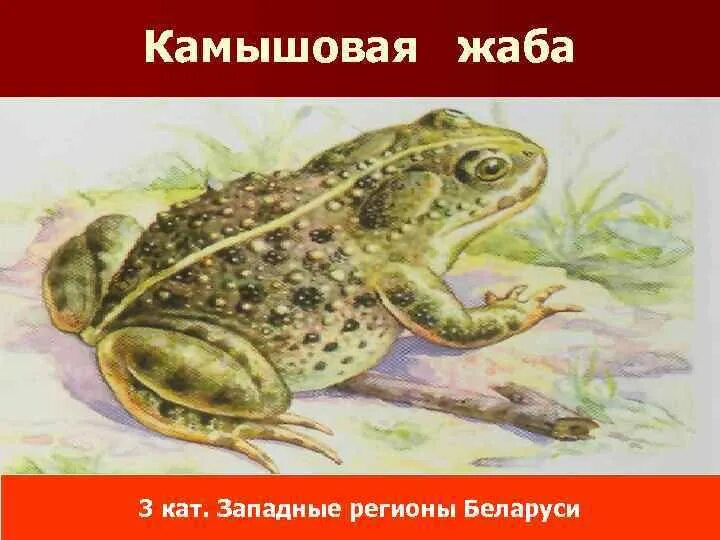 Камышовая жаба красная книга. Животные красной книги Беларуси. Красная книга РБ животные. Презентация красная книга Беларуси животные. Красная книга республики беларусь животные