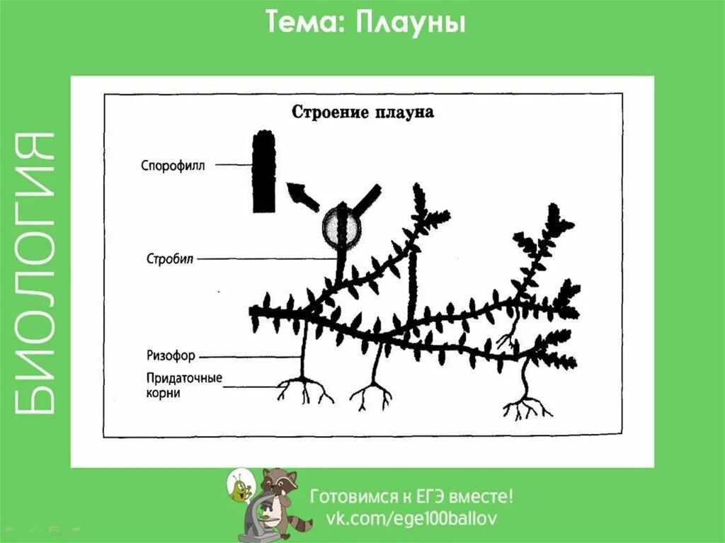 Плауны егэ. Строение корня плауна. Строение плауна ЕГЭ. Ризоидов плаун булавовидный строение. Строение плауна.