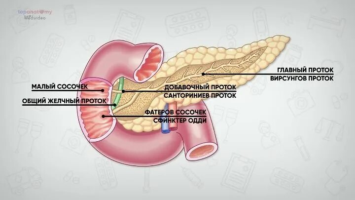 Вирсунгов проток это. Санториниев проток поджелудочной железы. Вирсунгов проток поджелудочной. Вирсунгов проток анатомия.