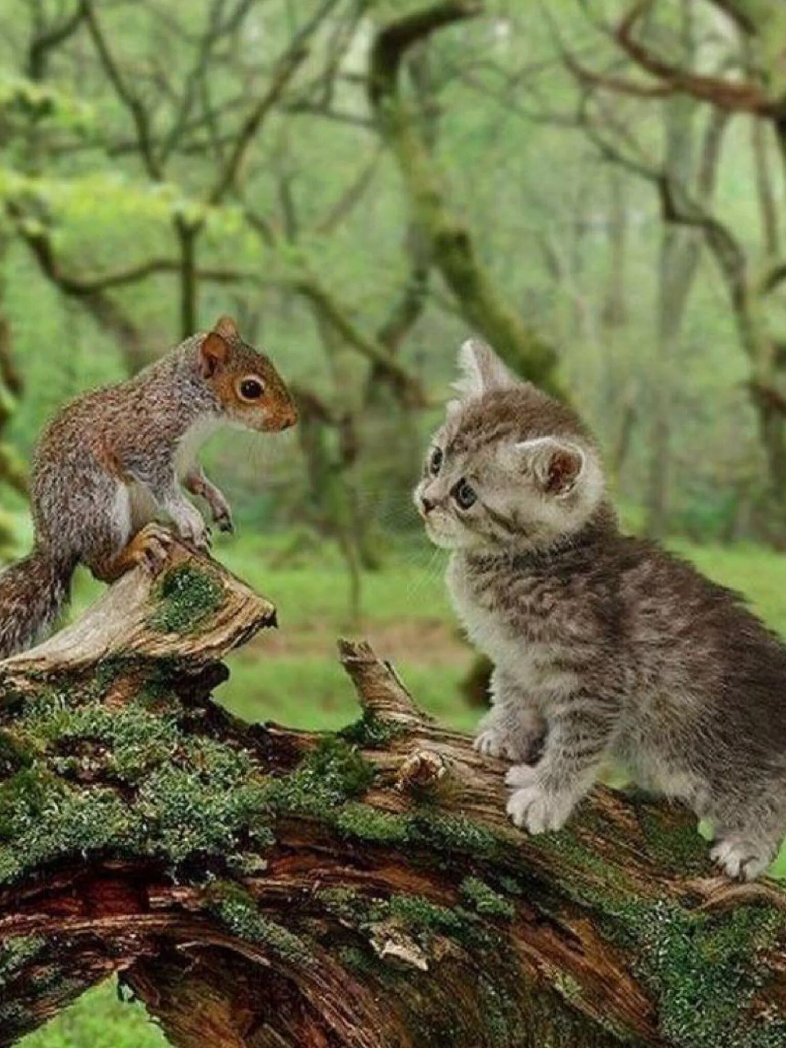 Разные белки. Белка 56. Бельчонок и котенок. Белочка встречает гостей. Гибрид кота и белки.