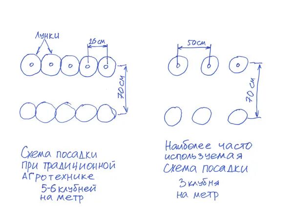 Какое расстояния между рядами картофеля. Посадка картофеля схема посадки картофеля. схема посадки картофеля в открытом грунте. какое расстояние посадки картофеля между рядами. какое расстояние между картошкой при посадке.