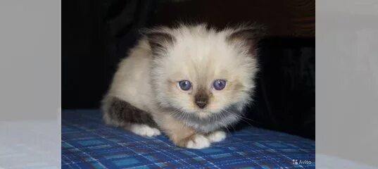 Авито абакан кошки. Котята в клину. котята авито мытищи. авито арзамас котята. котята на авито в борисоглебске.