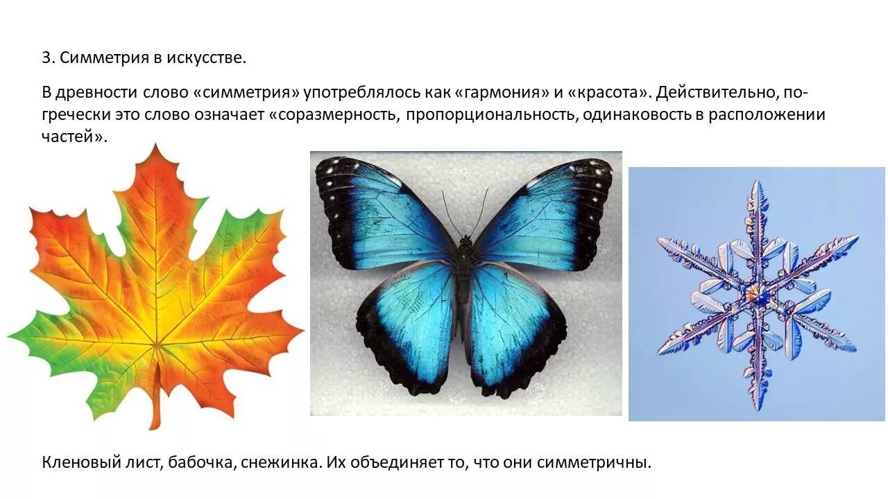 Симметрия в природе презентация. Симметрия вокруг нас в природе. Центральная симметрия в природе. Симметричные фигуры в природе. Симметрия в природе сообщение.