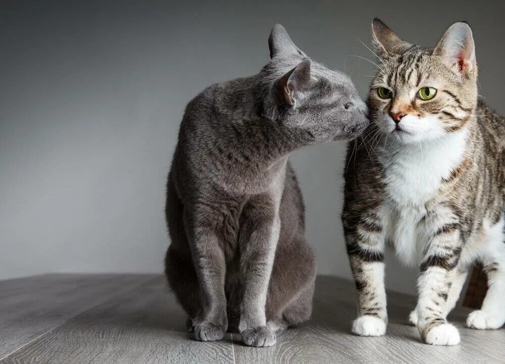 Кошки. Две кошки. Два кота. Домашние кошки. Как подружить кошек между собой