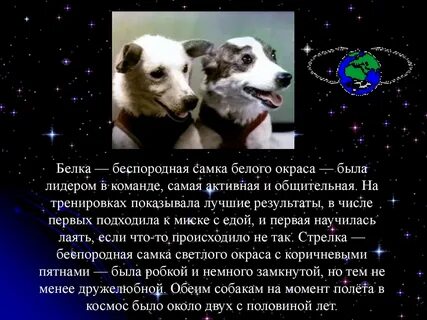 Белка и стрелка кратко