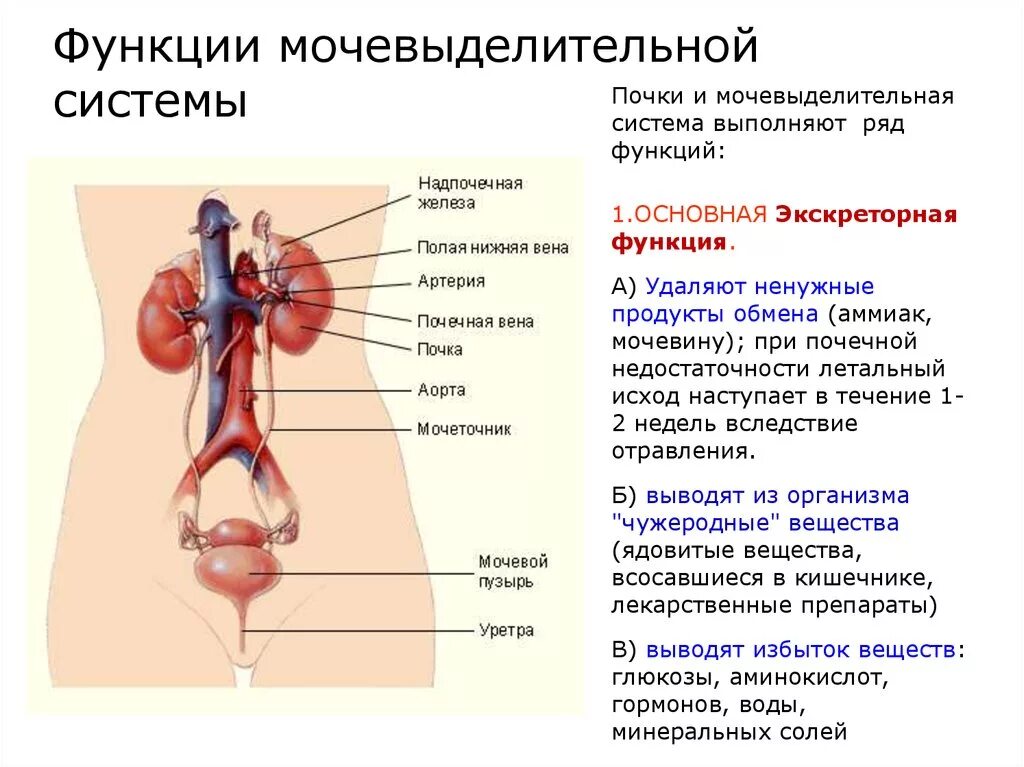 Мочевыделительная система человека ошибки. Основные функции мочевой системы. функции системы мочевыделения. функции почек в мочевыделительной системе. выделительная система человека мужчины.