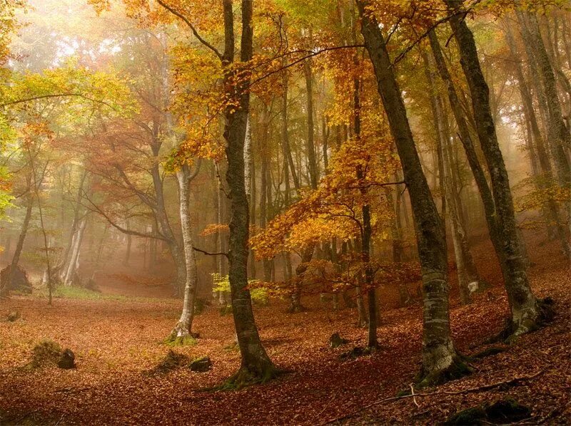 Фон осень лес. Сказочный осенний лес. Осень 8к. Осенний лес. Осенний пасмурный лес.