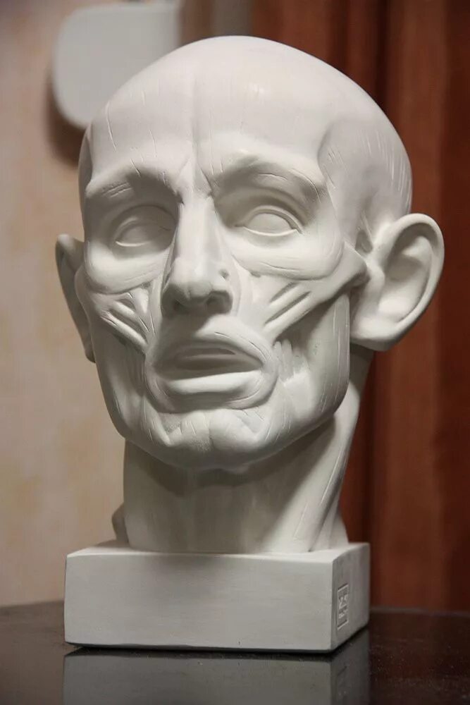 Гудон экорше обрубовка. Гудон скульптор экорше. Экорше гудона голова гипс. Голова анатомическая гудон (экорше). Гудон скульптор экорше.