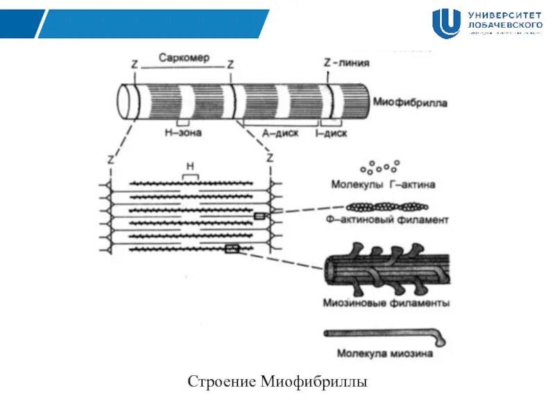 Каким номером на рисунке обозначена миофибрилла. Строение миофибриллы биохимия. Структура строения миофибрилл. Биохимический состав миофибриллы. Перечислите электронномикроскопические структуры миофибриллы..