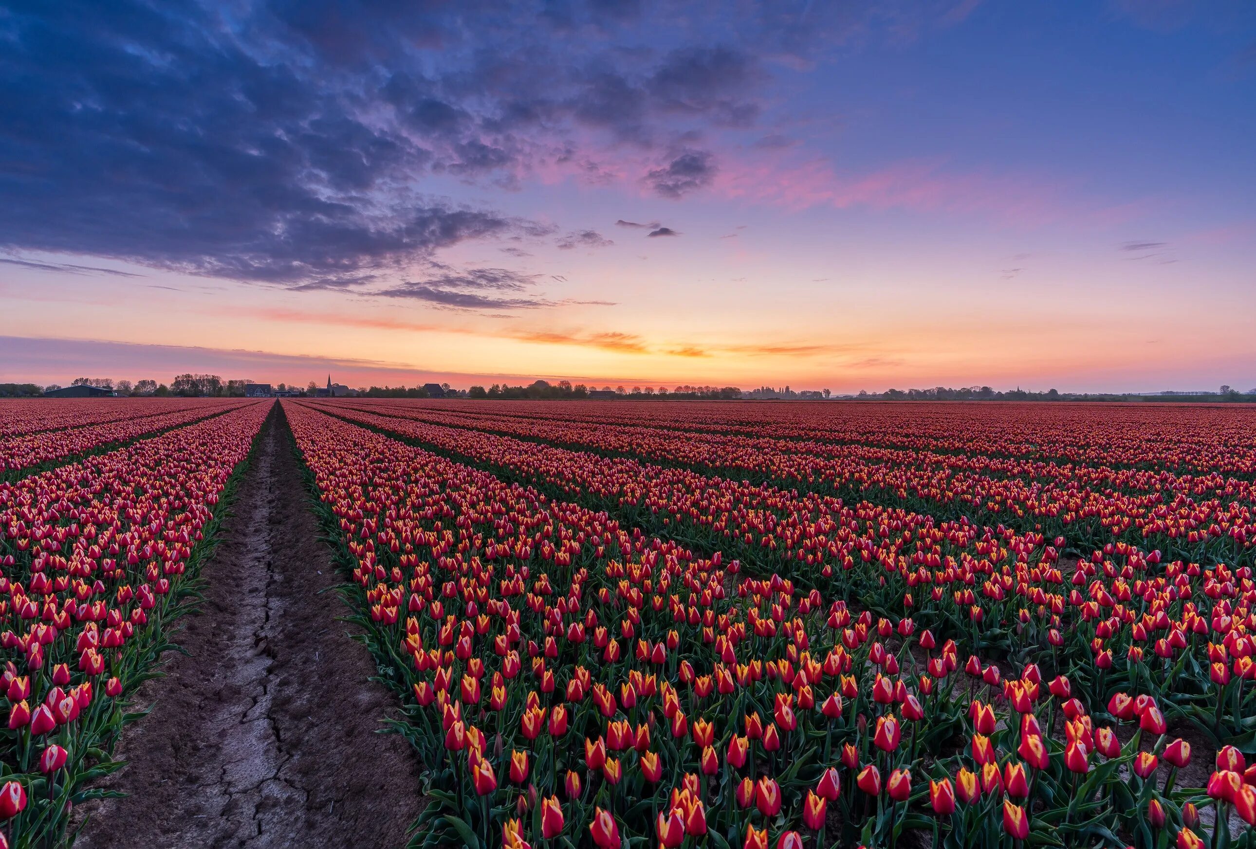 Где тюльпановые поля. Тюльпановые поля в Голландии. Тюльпановое поле Голландия рассвет. Тюльпановые плантации в Голландии.