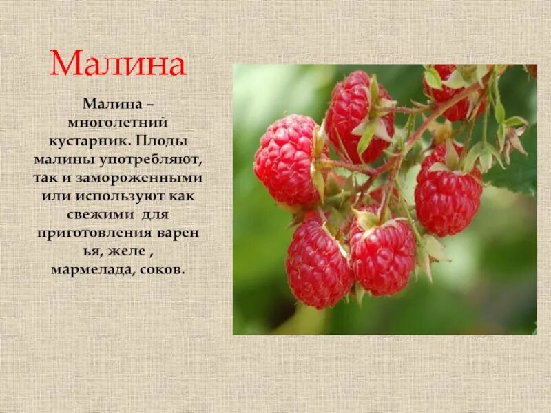 Цветет малина текст. Как узнать малину описание. Описание про малину. Малина описание растения. Сообщение про малину.